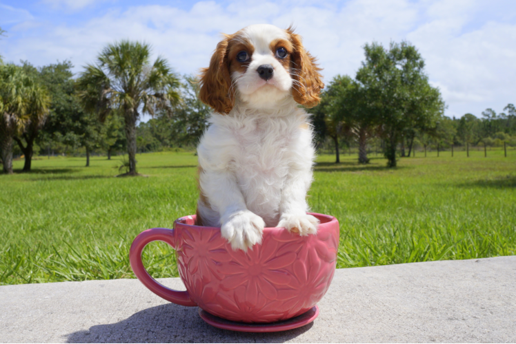 Meet Melvin - our Cavalier King Charles Spaniel Puppy Photo 1/3 - Florida Fur Babies