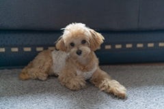 Cute Maltipoo Pup