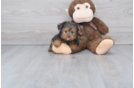 Meet Lisa - our Yorkshire Terrier Puppy Photo 1/2 - Florida Fur Babies