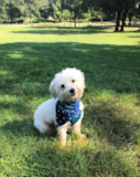 Cute Havanese Pup