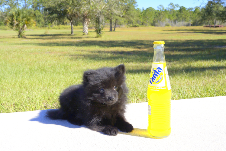 Meet Olive - our Pomeranian Puppy Photo 1/5 - Florida Fur Babies