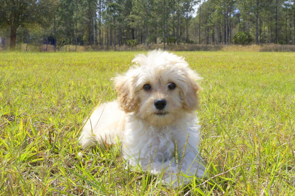 Meet Aj - our Cavapoo Puppy Photo 2/3 - Florida Fur Babies