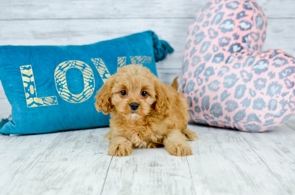 Meet  Ginger - our Cavapoo Puppy Photo 1/4 - Florida Fur Babies
