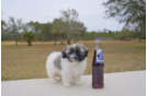 Meet Mika - our Havanese Puppy Photo 1/4 - Florida Fur Babies