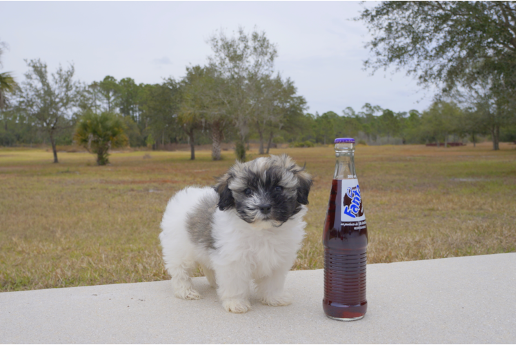 Meet Mika - our Havanese Puppy Photo 1/4 - Florida Fur Babies