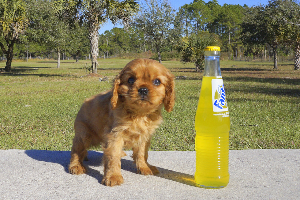 Meet Lexington - our Cavalier King Charles Spaniel Puppy Photo 3/4 - Florida Fur Babies