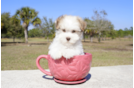 Meet Einstine - our Havanese Puppy Photo 2/5 - Florida Fur Babies