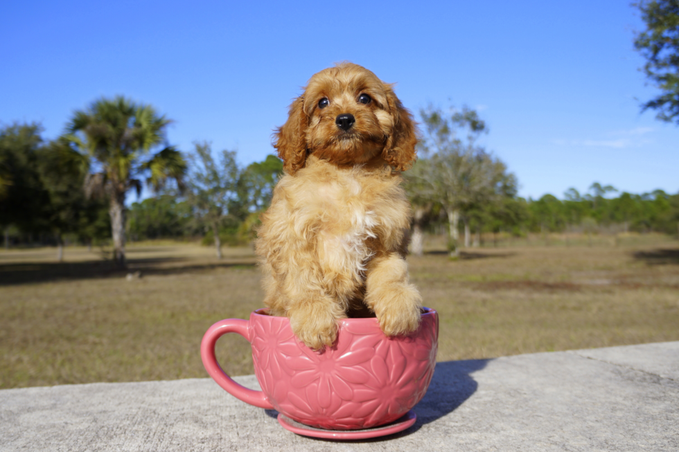Meet Red Royalty - our Cavapoo Puppy Photo 2/2 - Florida Fur Babies
