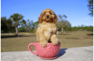 Meet Red Royalty - our Cavapoo Puppy Photo 2/2 - Florida Fur Babies