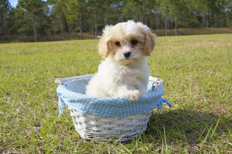 Meet Jenny - our Cavachon Puppy Photo 1/4 - Florida Fur Babies