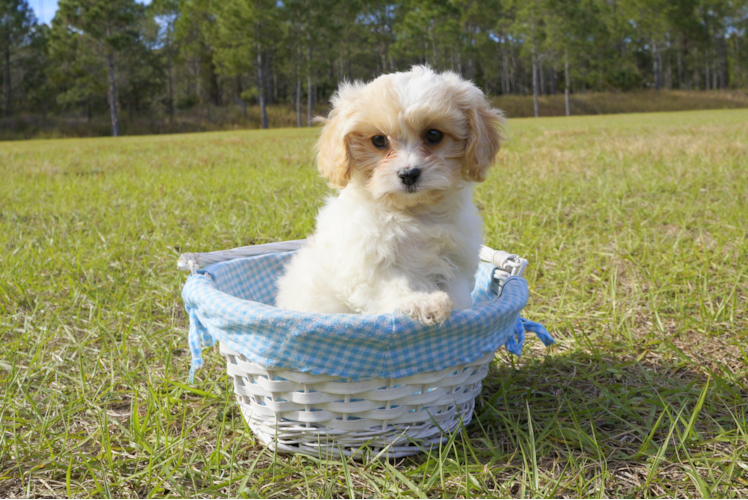 Meet Jenny - our Cavachon Puppy Photo 1/4 - Florida Fur Babies