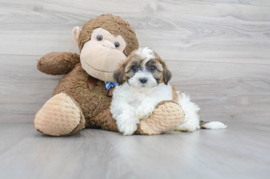 12 week old Shih Poo Puppy For Sale - Florida Fur Babies