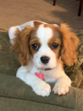 Cute Cavalier King Charles Spaniel Purebred Pup