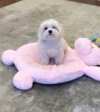 Cute Maltese Purebred Pup Cute Maltese Purebred Pup