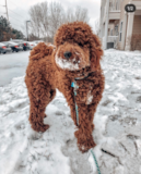 Cute Golden Retriever Poodle Mix Pup