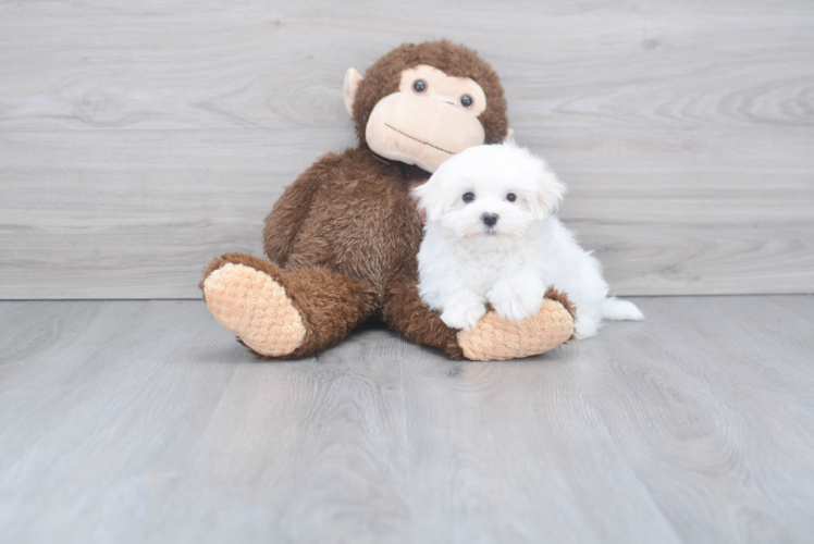 Meet Max - our Maltese Puppy Photo 1/2 - Florida Fur Babies