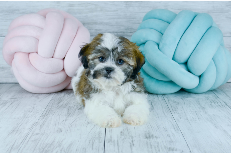 Meet  Angel - our Teddy Bear Puppy Photo 1/5 - Florida Fur Babies