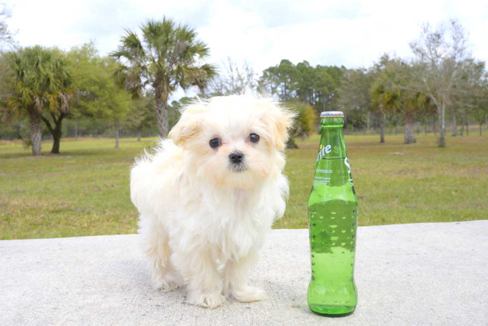 Meet Noah - our Maltipoo Puppy Photo 1/2 - Florida Fur Babies