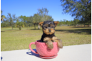 Meet Lilou - our Yorkshire Terrier Puppy Photo 2/2 - Florida Fur Babies