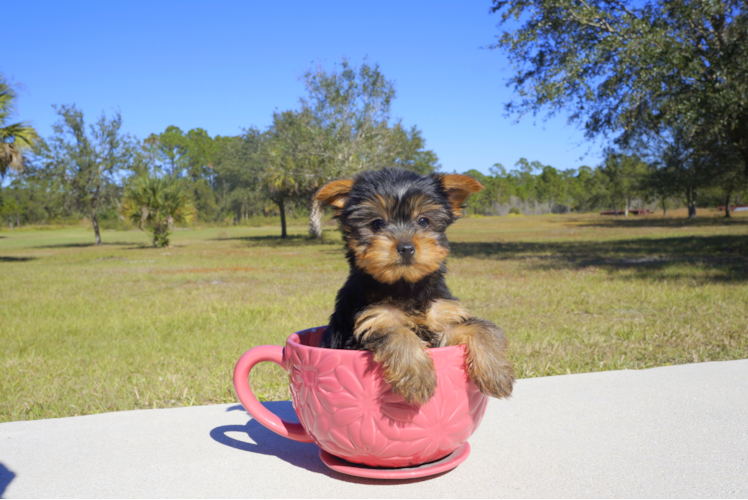 Meet Lilou - our Yorkshire Terrier Puppy Photo 2/2 - Florida Fur Babies