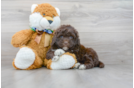 Meet Sequoia - our Portuguese Water Dog Puppy Photo 2/3 - Florida Fur Babies