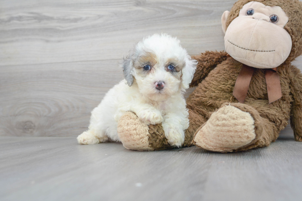 Meet Dora - our Mini Bernedoodle Puppy Photo 2/3 - Florida Fur Babies