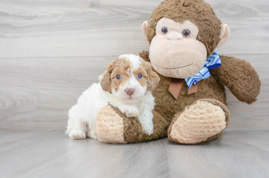 16 week old Poodle Puppy For Sale - Florida Fur Babies