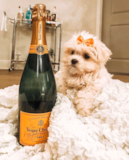 Cute Maltese Purebred Pup Cute Maltese Purebred Pup