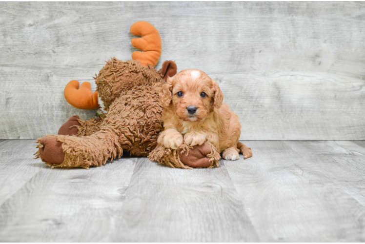 Meet  Freddy - our Cavapoo Puppy Photo 1/3 - Florida Fur Babies