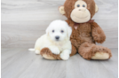 Meet Dewalt - our Bichon Frise Puppy Photo 2/3 - Florida Fur Babies