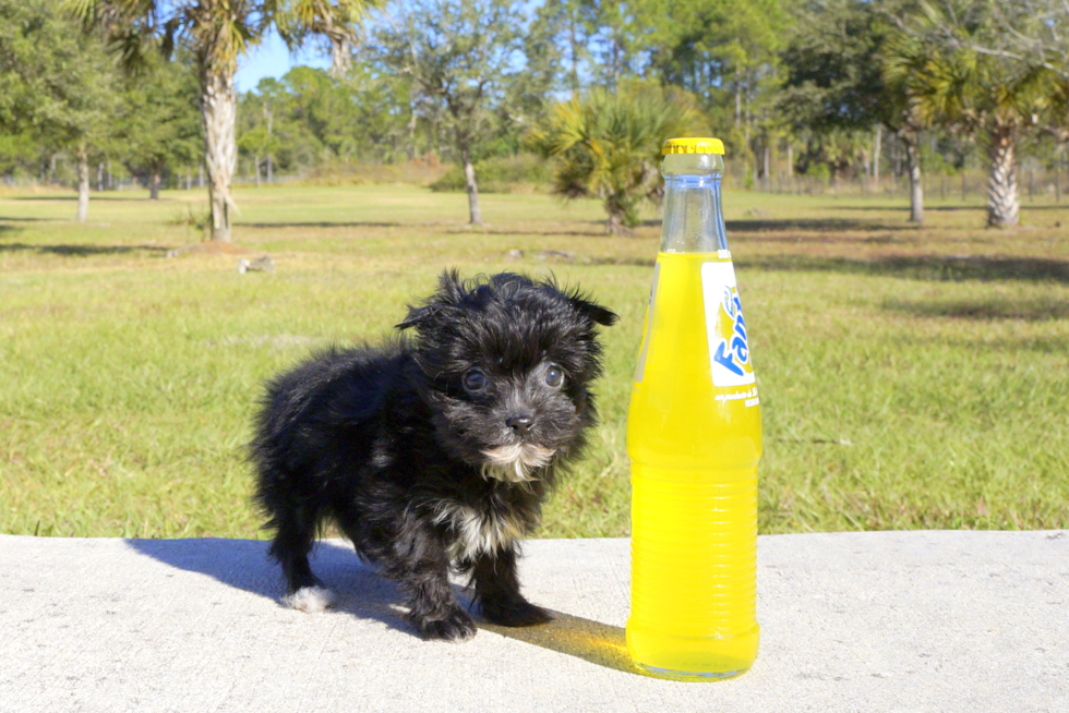 Meet Shadow - our Morkie Puppy Photo 4/5 - Florida Fur Babies