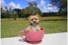 Meet River - our Morkie Puppy Photo 2/5 - Florida Fur Babies