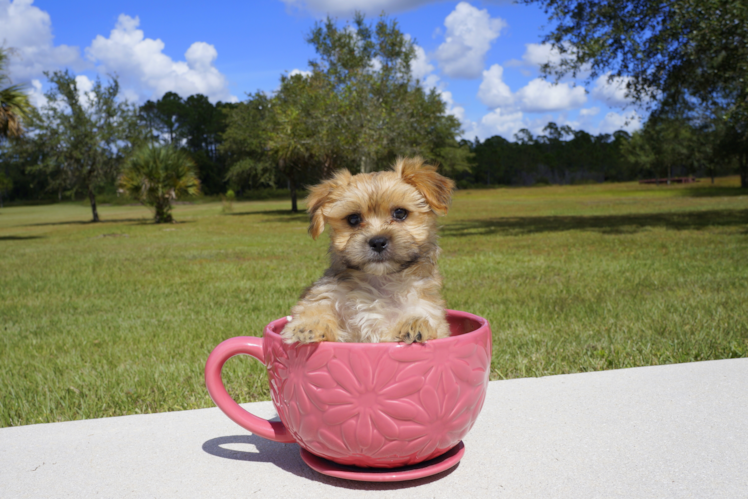 Meet River - our Morkie Puppy Photo 2/5 - Florida Fur Babies