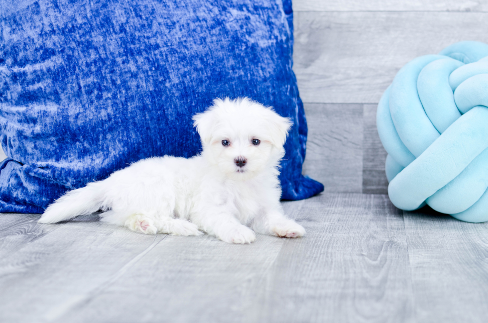 Meet Klondike - our Maltese Puppy Photo 2/4 - Florida Fur Babies