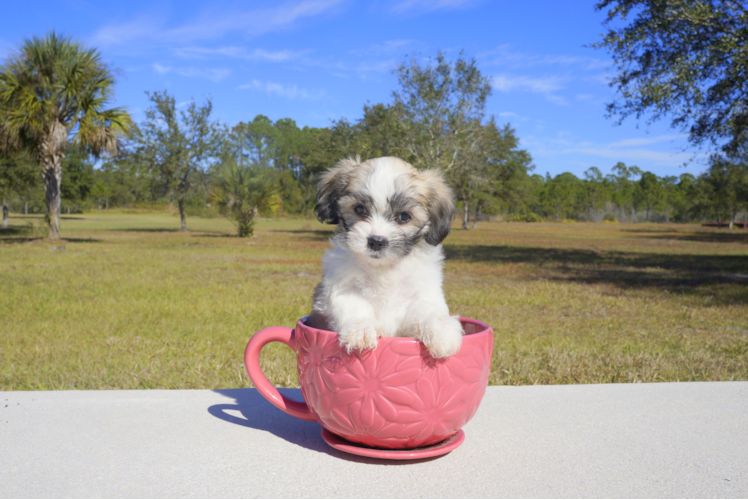 Meet Julie - our Teddy Bear Puppy Photo 2/2 - Florida Fur Babies