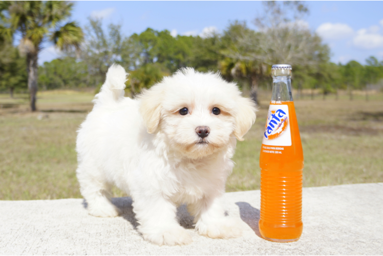 Meet Franklin - our Havanese Puppy Photo 1/4 - Florida Fur Babies