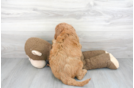 Meet Trevor - our Mini Goldendoodle Puppy Photo 3/3 - Florida Fur Babies