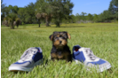 Meet Avery - our Yorkshire Terrier Puppy Photo 1/3 - Florida Fur Babies