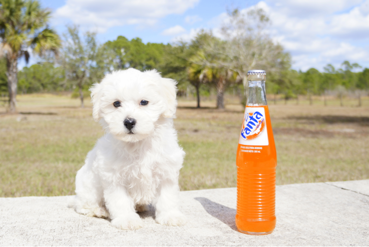 Meet London - our Maltipoo Puppy Photo 1/3 - Florida Fur Babies