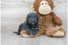 Meet Kourtney - our Mini Goldendoodle Puppy Photo 2/3 - Florida Fur Babies
