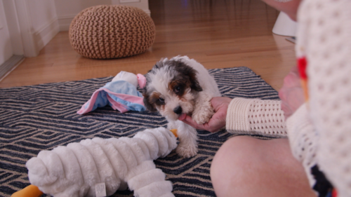 Florida Fur Babies Thinking about adding Cavapoo Puppies into your family? We’re in Florida! Trending Video