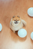 Pomeranian Being Cute