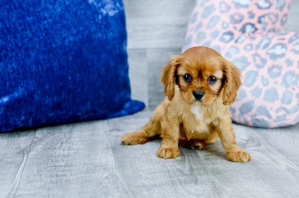 Meet  Beth - our Cavalier King Charles Spaniel Puppy Photo 3/4 - Florida Fur Babies