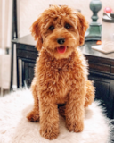 Cute Mini Goldendoodle Poodle Mix Pup