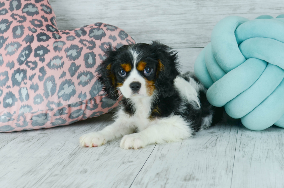 Meet  Henry - our Cavalier King Charles Spaniel Puppy Photo 4/4 - Florida Fur Babies