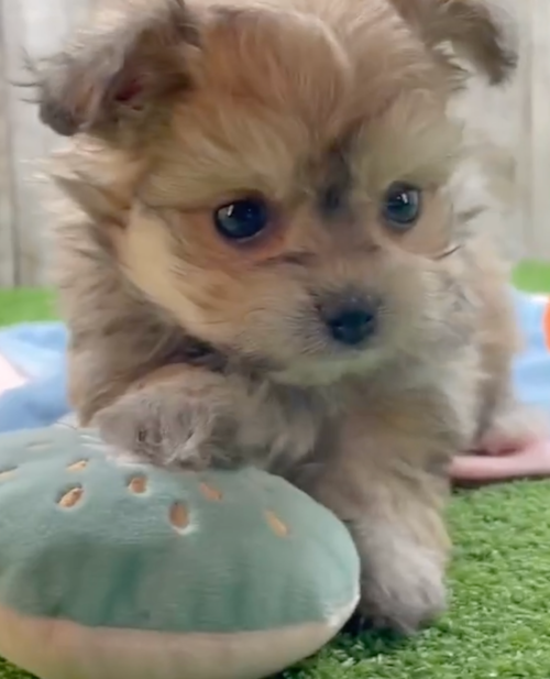 Cute Pomachon Designer Pup