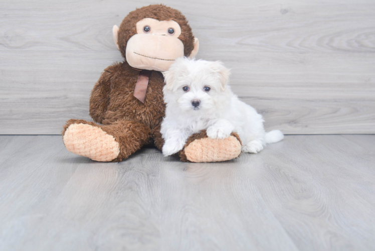Meet Alaska - our Maltese Puppy Photo 1/2 - Florida Fur Babies