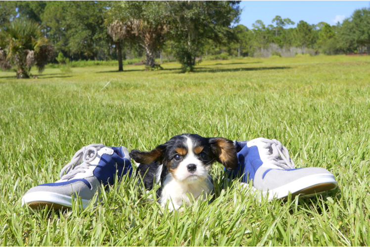 Meet William - our Cavalier King Charles Spaniel Puppy Photo 4/4 - Florida Fur Babies