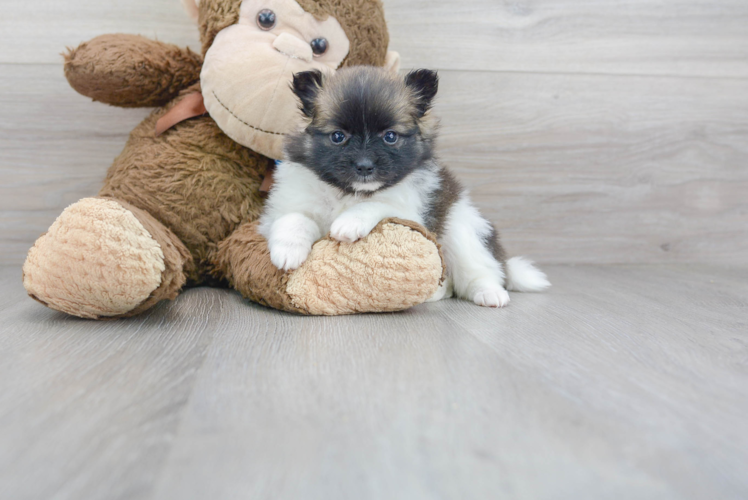 Meet Foxy - our Pomeranian Puppy Photo 1/3 - Florida Fur Babies
