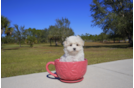 Meet  Winter - our Maltese Puppy Photo 1/2 - Florida Fur Babies